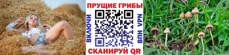 ОМГ ОМГ сайт  даркнет сайт  Усть-Илимск  Галлюциногенные грибы Cubensis 